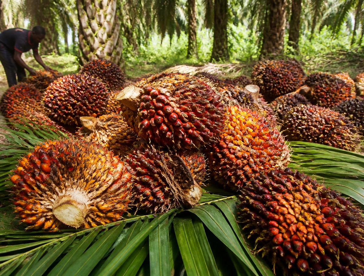 Freshly harvested oil palm fruit bunches